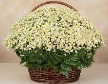 Цветочная композиция из Ромашки в корзине #REPLACE_PRED# Челно-Вершины
